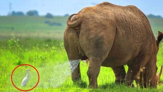 Funniest Animals Video - Try not to LAUGH with Funny Animal's Life Compilation🤣🤣