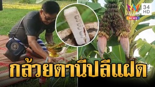 สุดแปลก! กล้วยตานีปลีแฝด ชาวบ้านแห่ขอโชค | ข่าวอรุณอมรินทร์ | 16/10/67