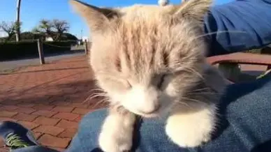 【Cute Pets】Encounter a cat in a park