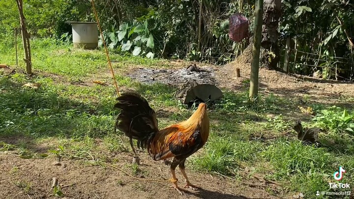Our new broodcock this season pure pumpkin. Backyard farm #ZDN