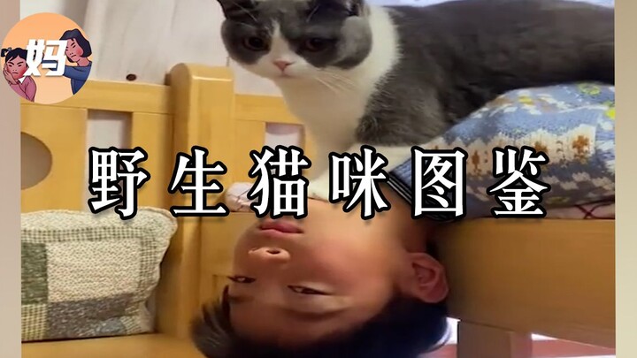 【野生猫咪观察】小猫咪你是不是叛逆期到了？【妈见打】