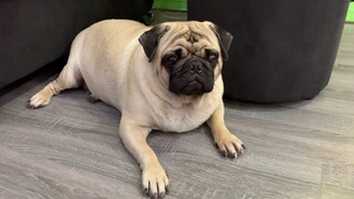 PUG TRUM LÉ SỦA GIỮ NHÀ