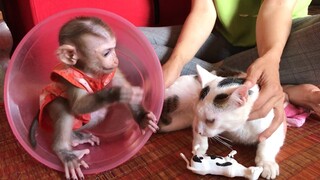 Mom amuse monkey Mino and cat with toy