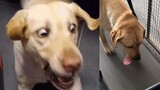 Labrador Dog Challenging Treadmill, "Holy Crap! Just Let Me Off!"