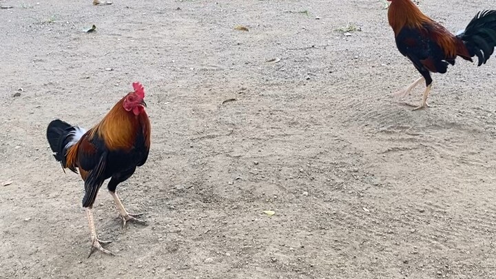 first spar early bird