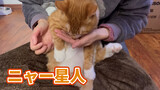 [Kucing] Jeruk: Ini yang Kamu Sebut Makanan?
