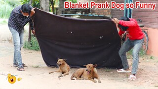 Wow!! Best Prank Super Huge Blanket Prank on Dog so Funny Try not to Laugh