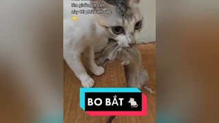 Câu chuyện chỉ những b nuôi mèo mới hỉu 😭 howaboutbo cat catsoftiktok mèo mèoyanghồ😺 vacaiket batchuot viral xuhuong trending