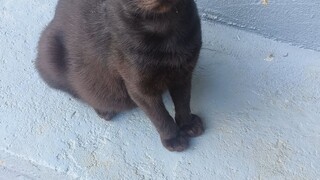budak baik
