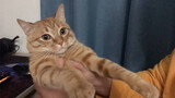 Peliharaan Imut|Kucing yang Meremehkan Pemiliknya