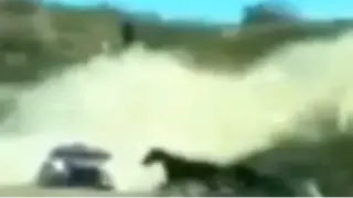 Horse Hit By Car