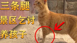 残疾猫妈妈，在景区靠乞讨养育4个孩子，结局暖心