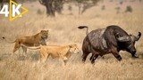 National Geographic Documentary On Lion Hunt The Buffalo Serengeti Fighting Life