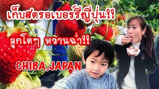 เก็บสตอเบอรี่ที่ญี่ปุ่น | กุมภาพันธ์2019|Ichigo no Mori Strawberry Farm CHIBA,JAPAN