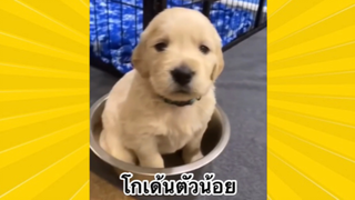 สัตว์เลี้ยงเพื่อนขนปุย : โกลเด้นตัวน้อย