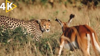 The Epic Saga of East Africa_s Cheetah Family  Full Wildlife Documentary