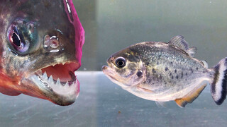 How fierce are piranhas?