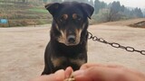 [Pecinta Anjing] Anjingku bisa kupas kulit kacang, lihatlah!