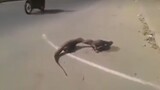 Street fight (Monitor Lizards)