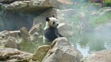 Panda Sitting Still in Water