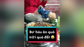 Bư ham ăn quá đi. Hehe. cunyeucuadua chó chócon chókhôn chócute chó_cưng chócon chókhôn chómèo xuhuong fyp