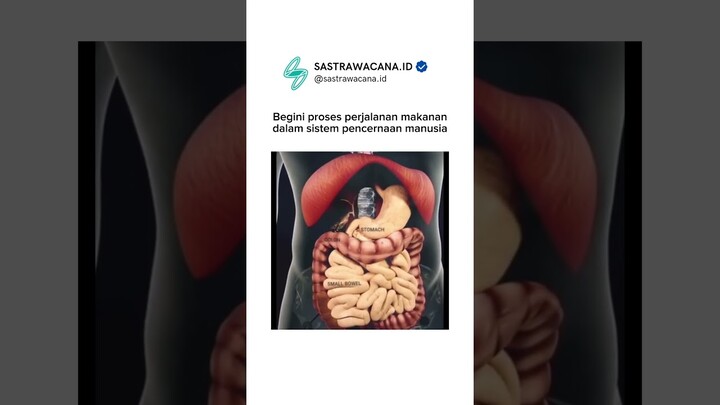 Proses makanan di sistem pencernaan manusia. #pengetahuan #sastrawacana