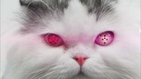 [Ao Di] เมื่อแมวของฉันดู "นารูโตะ"...