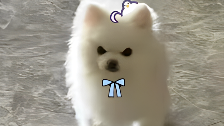 Bồ câu Pomeranian ra mắt hoành tráng