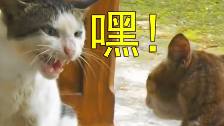 当世界上只剩下两只猫了之后，他们就会...