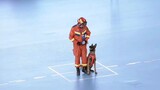 [การแข่งขันทักษะอาชีวะดับเพลิงแห่งชาติ] วิดีโอการแข่งขันเต็มรูปแบบของ Jack Dog สุนัขค้นหาและกู้ภัยกว