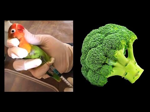 Lovebird Jadi KONSLET, Jangan coba coba kalau belum tahu, Manfaat BROKOLI