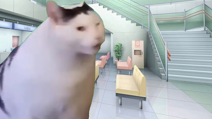 【Cat meme】After the bipolar episode ended, I found myself becoming a virtual anchor? !