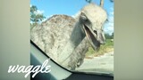 Australian Animals Be Like | Funny Animal Compilation