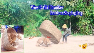 Wow !!! Girl Pranker - Handmade Basket vs Prank on Sleep Dog , How can stop laugh