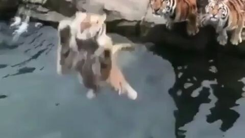 I would go in this zoo and free this animal while they're being fed