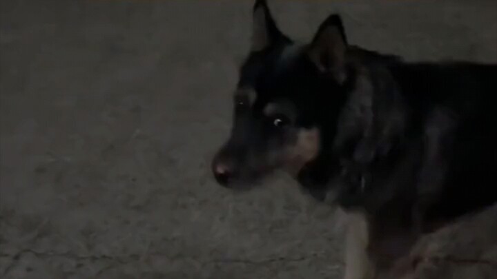 Dog: Do I need to say sorry?