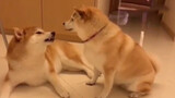 The Shiba Inu's Practice after Getting Bitten on the Tongue