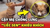 Chú chó Corgi CẬY MẸ CHỐNG LƯNG nên "LIẾC SEN" không trượt phát nào 😂 | Yêu Lu