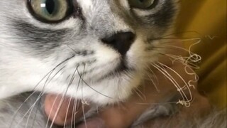 猫:要对生活充满好奇