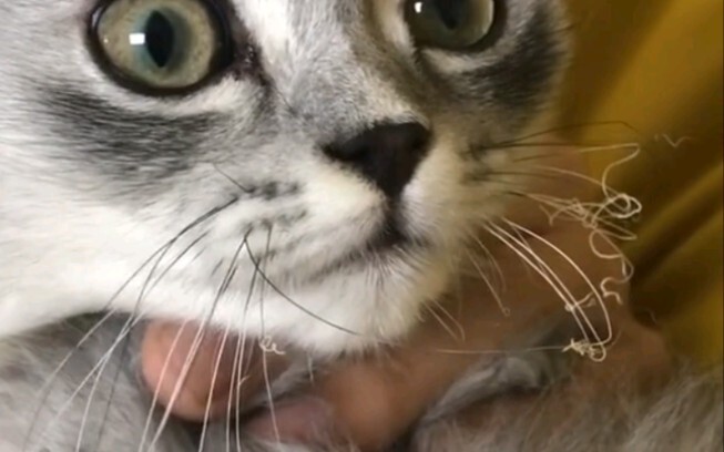 Cat: Be curious about life