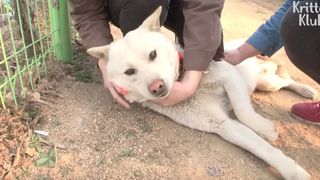 Hippie Dog Living ชีวิตที่ไร้กังวลในที่สุดก็เริ่มบทใหม่ของชีวิต คริสเตอร์ คลับ