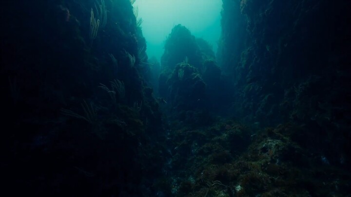 Survive (2024)