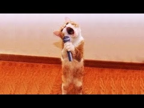 Cute Pets Doing Funny Things - Cutest Pets In The World 2021 - Bilibili