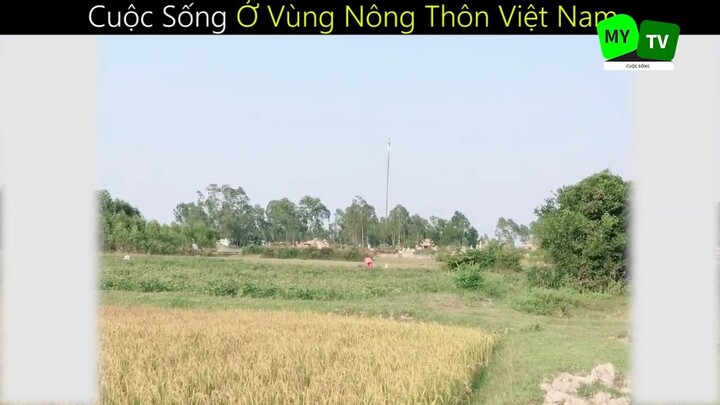 Cuộc Sống Ở Vùng Nông Thôn Việt Nam_phần 5