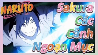 Sakura Các Cảnh Ngoạn Mục