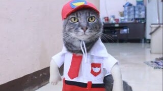 KUCING LUCU MERESAHKAN 13