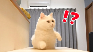แมวของฉันกระโดดขึ้นเมื่อฉันได้ยินเสียงของเหงือก gacha !
