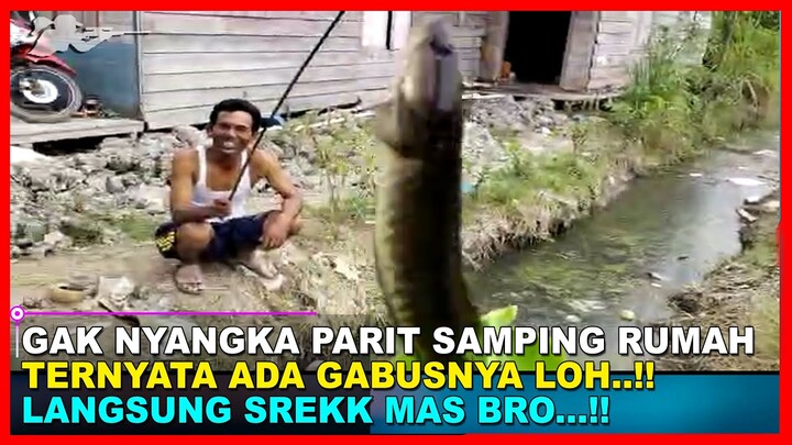 PERCAYA..! MANCING IKAN GABUS DI PARIT SAMPING RUMAH