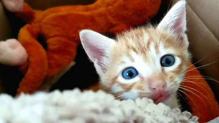 Cute Kitten meowing|Kitten meows so cute!Talkative kitten