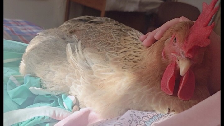 [Động vật] Con gà mái của tôi biết nhảy lên giường đòi ôm, đòi xoa đầu